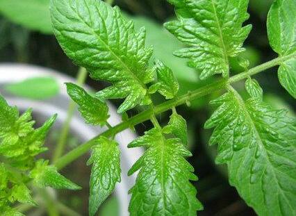 植物葉面積分析儀