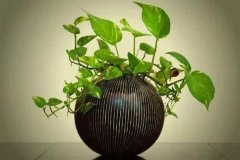 關(guān)于植物冠層分析儀的原理