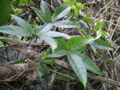 作物生長狀況可以依靠植物葉面積測定儀進(jìn)行檢測